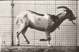 Plate 679 Goat galloping — figure reference